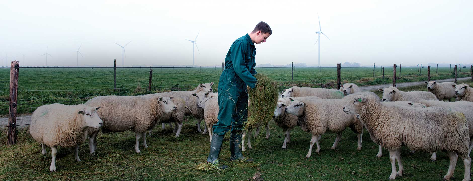 Man wearing a green coverall and pair of Dunlop wellingtons, feeding sheep hay
